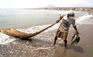 Fisherman hauling Totora reed raft from water in Peru